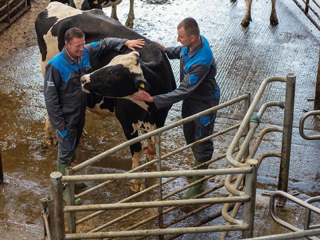 Cow Handling Cta Bg