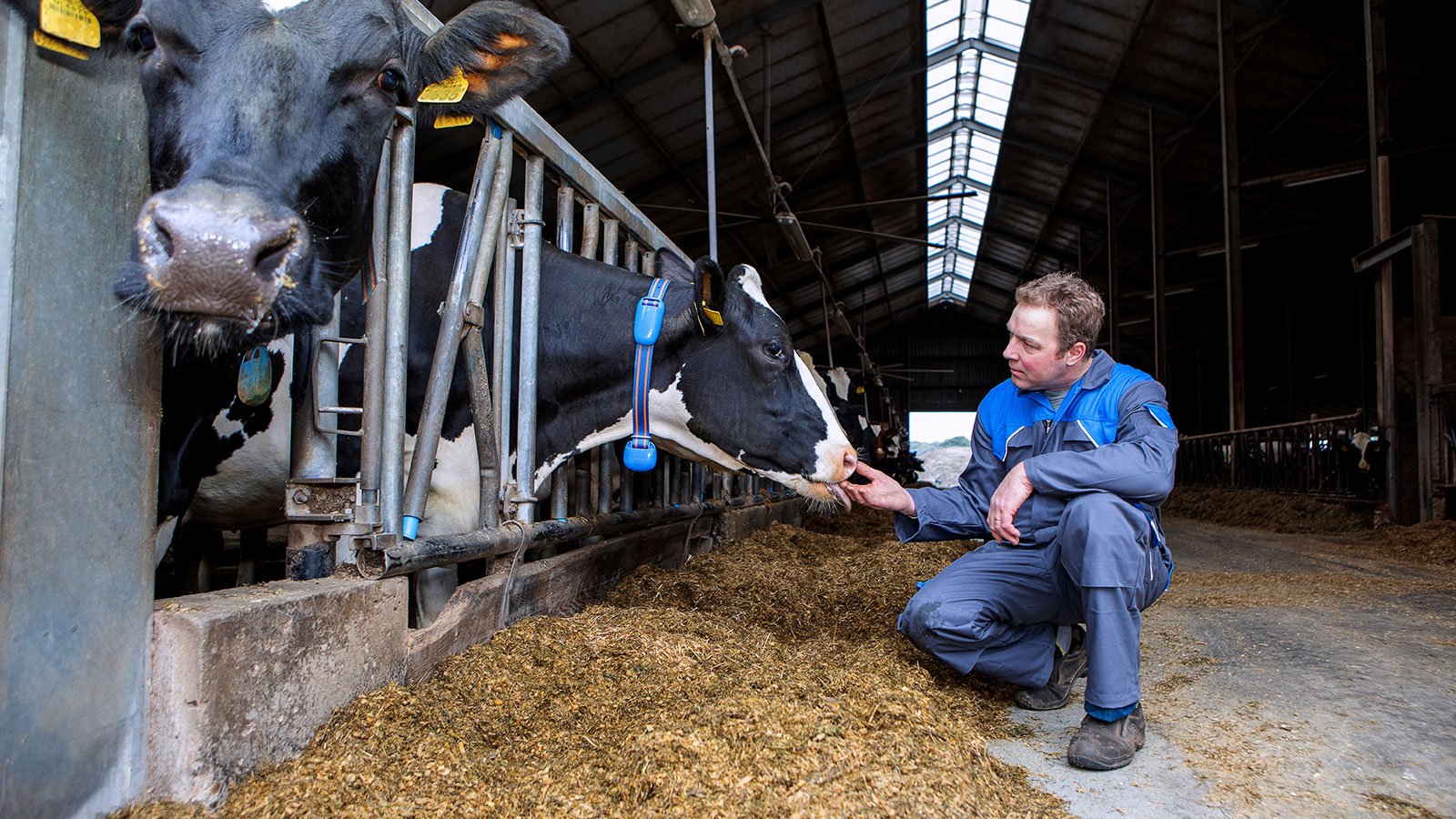 System zarządzania stadem